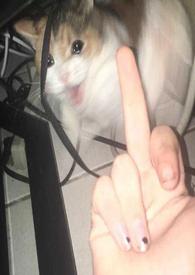 杀手角色